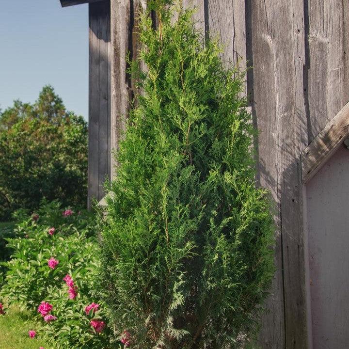 Proven Winners® Arborvitae Sasquatch™ Dark Green Potted Arborvitae