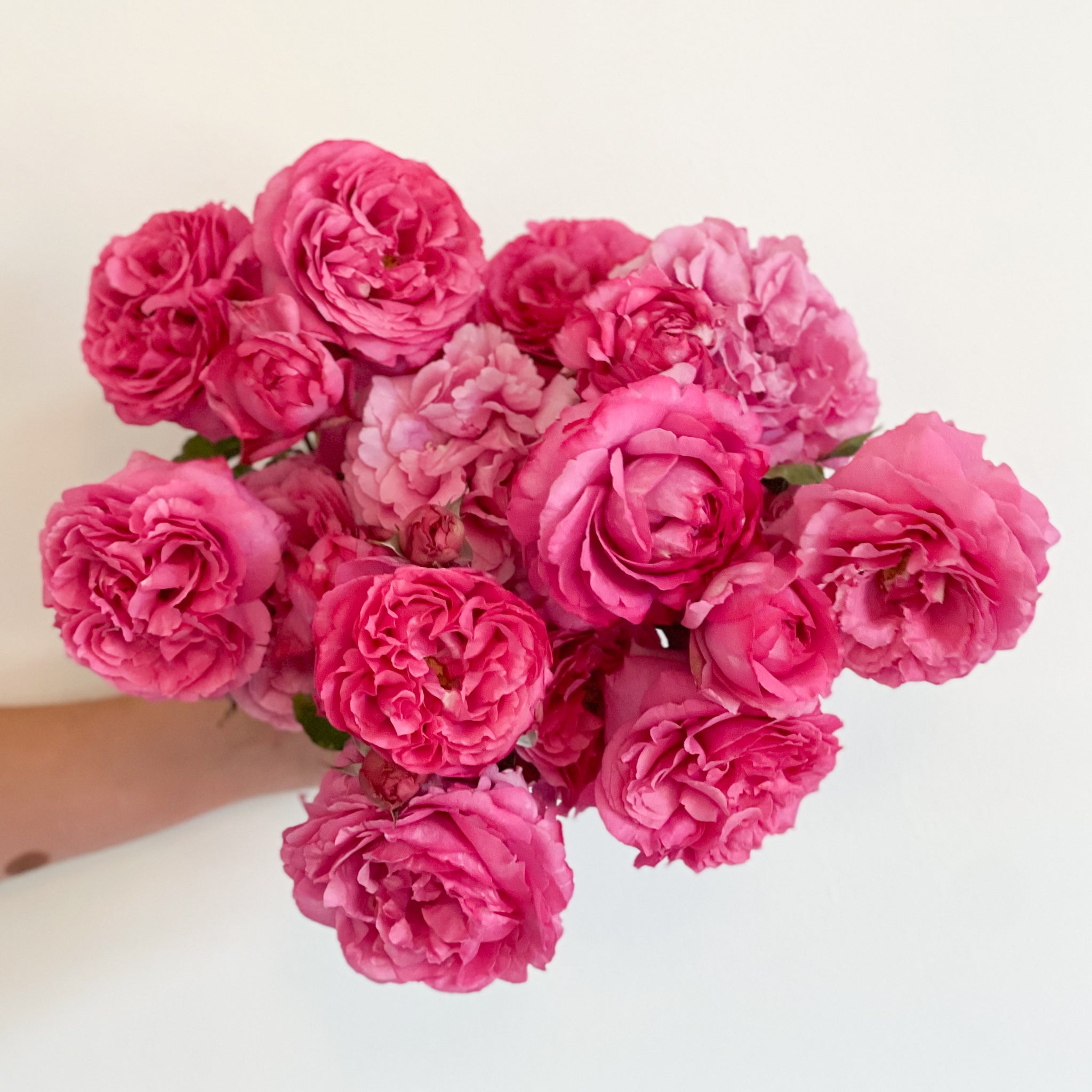 Yves Piaget® Bare Root Rose Bush