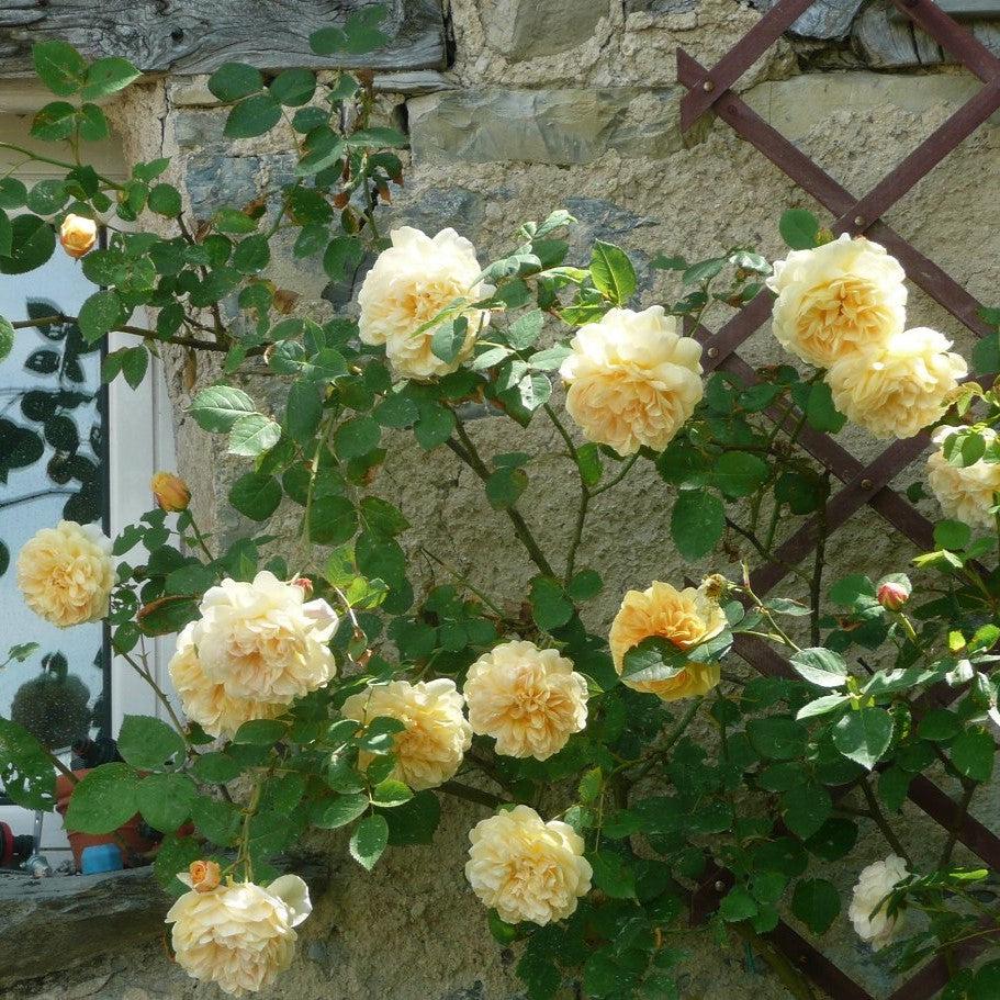 David Austin® Teasing Georgia® Potted Rose Plant