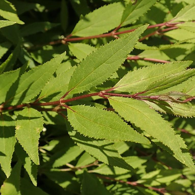 Deutzia gracilis 'Nikko' Potted Deutzia Bush