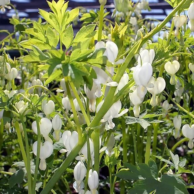 Bleeding Heart 'Alba' Potted White Bleeding Heart Plant