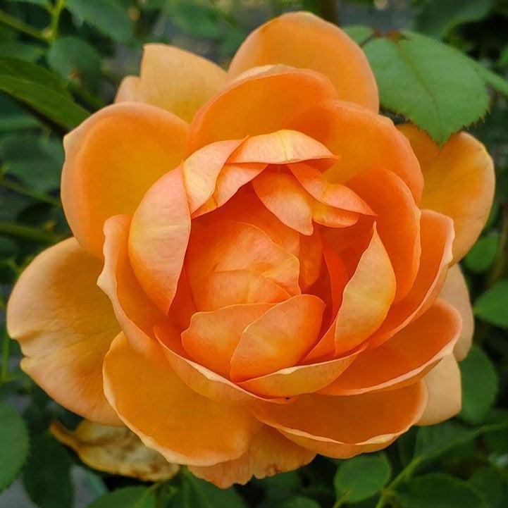 David Austin® Lady of Shalott® Potted Rose Bush