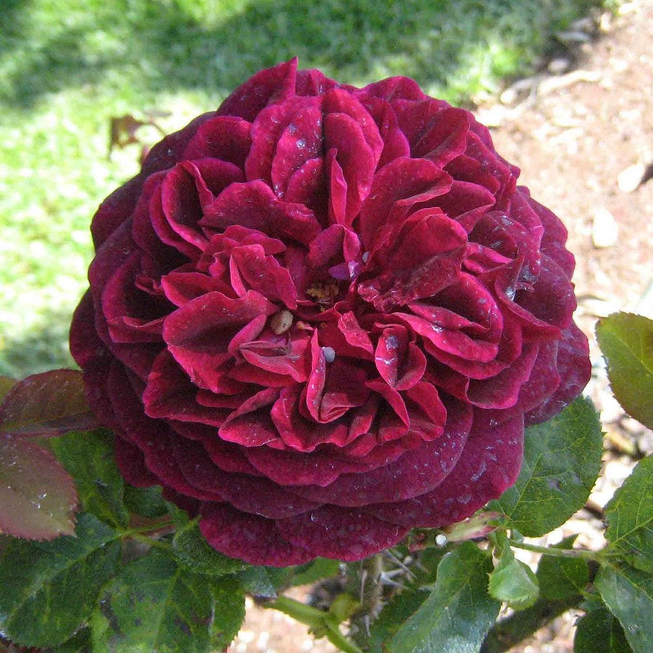 David Austin® Munstead Wood® Potted Rose Bush