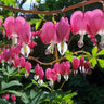 Bleeding Heart