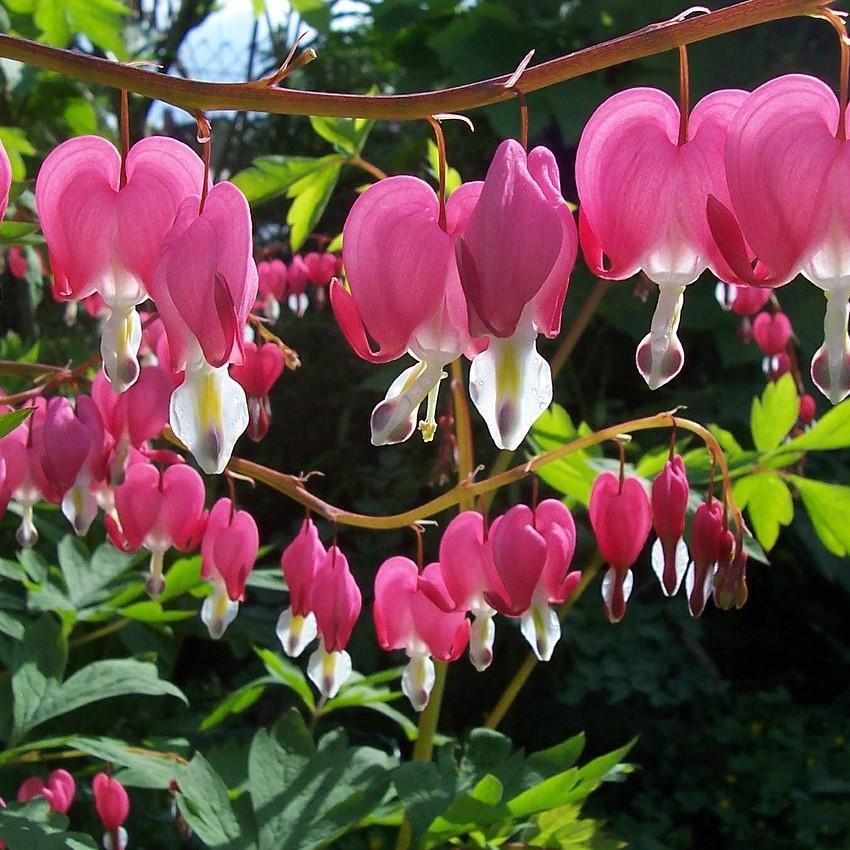 Bleeding Heart Potted Bleeding Heart Plant