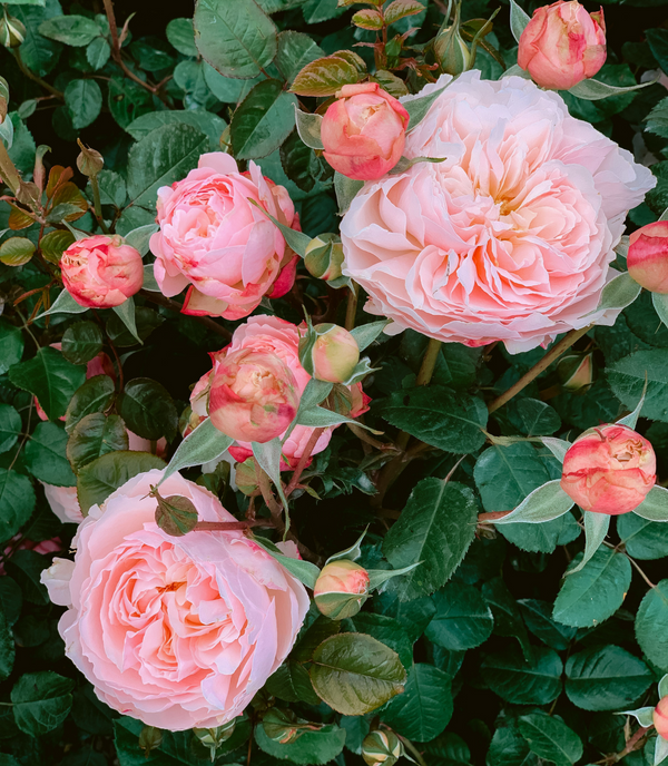 Tips & Tricks for Beautiful Summer Roses