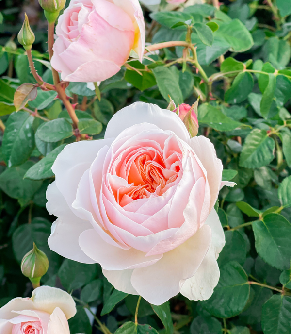 Planting: How we get our roses off to a great start (with our secret ingredient!)