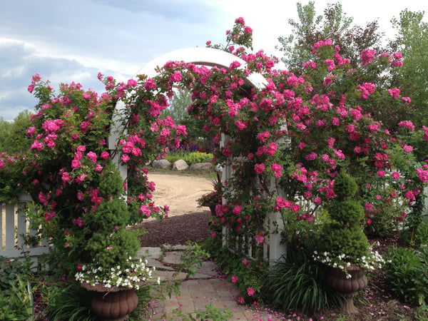 Trailblazing Beauty: The Story of Dr. Felicitas Svejda and the Explorer Roses