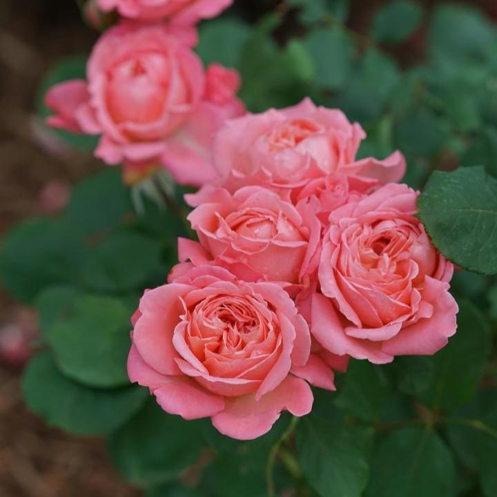 The Reminiscent® Collection of Roses and the Story Behind These Incredibly Fragrant Roses