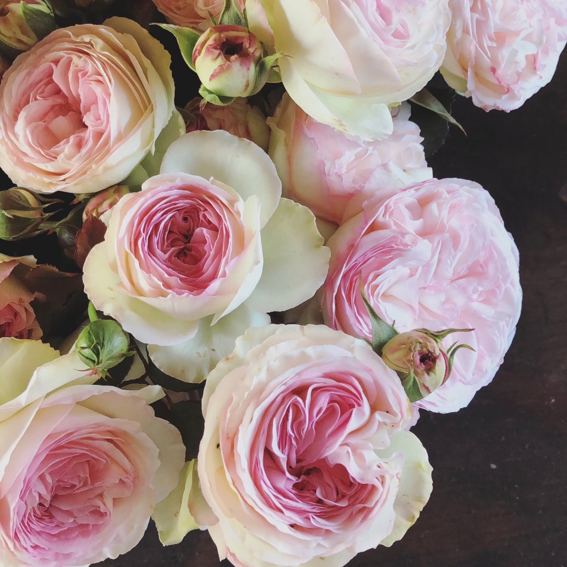 Ten Enchanted Climbing Roses for a Garden Where Romance Always Blooms