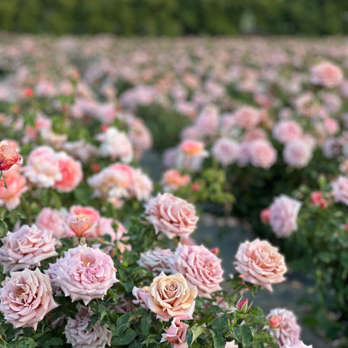 rose planting: getting roses off to a great start for many years of beauty!