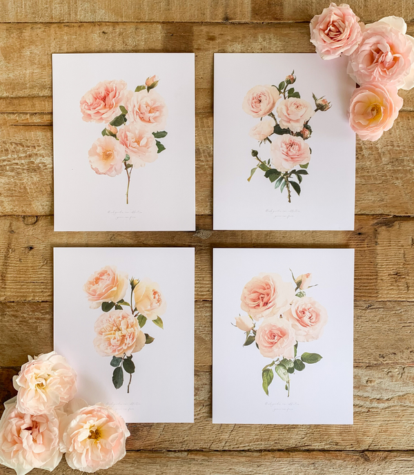 Introducing our Garden Rose Botanical Collection!