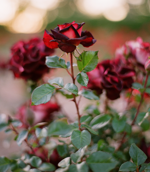 Heatwaves, wildfires and winter approaching: The realities of flower farming