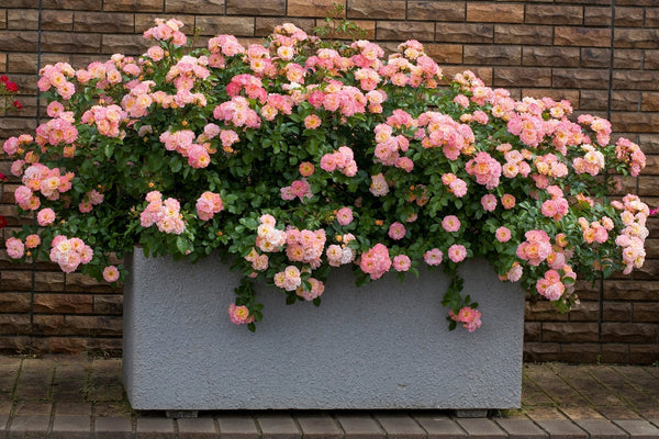 Why Drift® Roses Belong in Every Garden