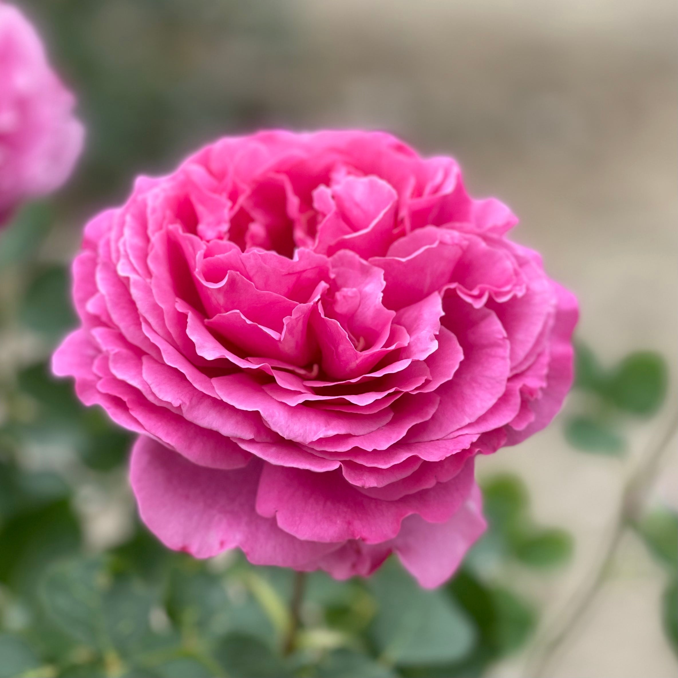If I Could Only Plant Five Roses for the Rest of My Life