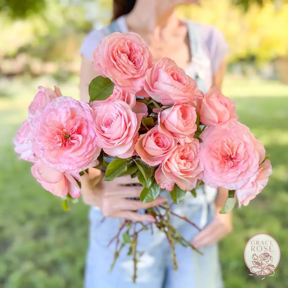 Bare Root Roses: It All Starts with Healthy Roots - Grace Rose Farm