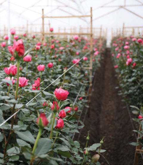 People and Planet-Friendly Garden Roses