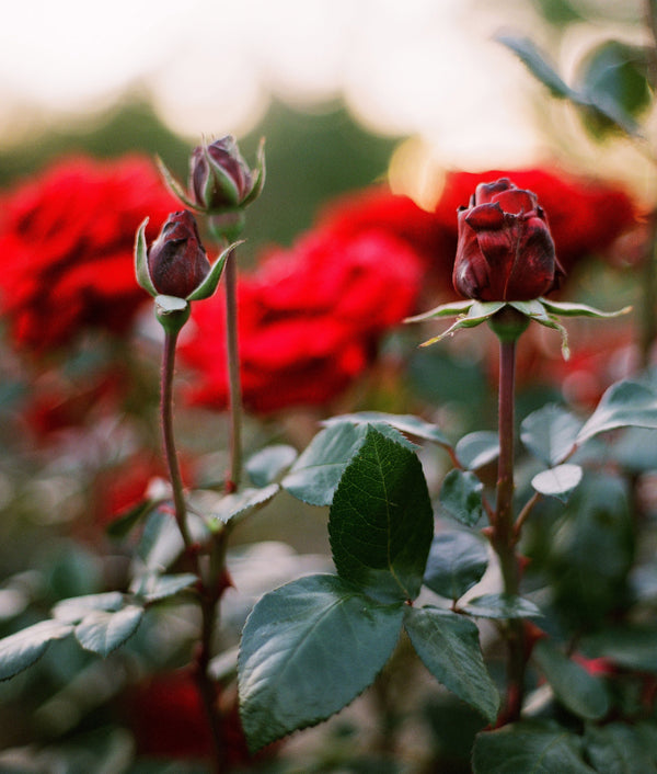 Celebrating National Red Rose Day