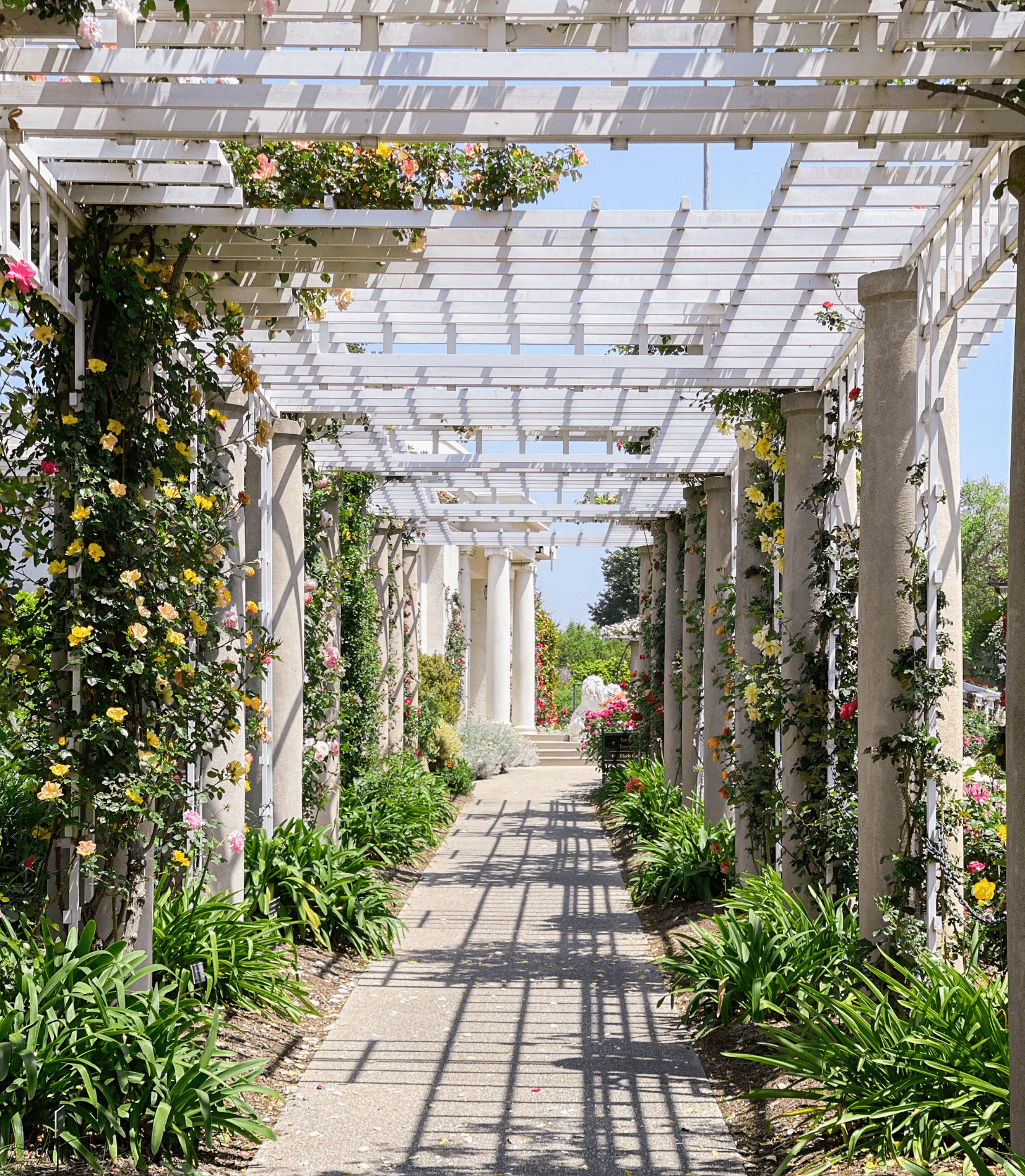 Going Home: Our visit to the Huntington Rose Garden - Grace Rose Farm