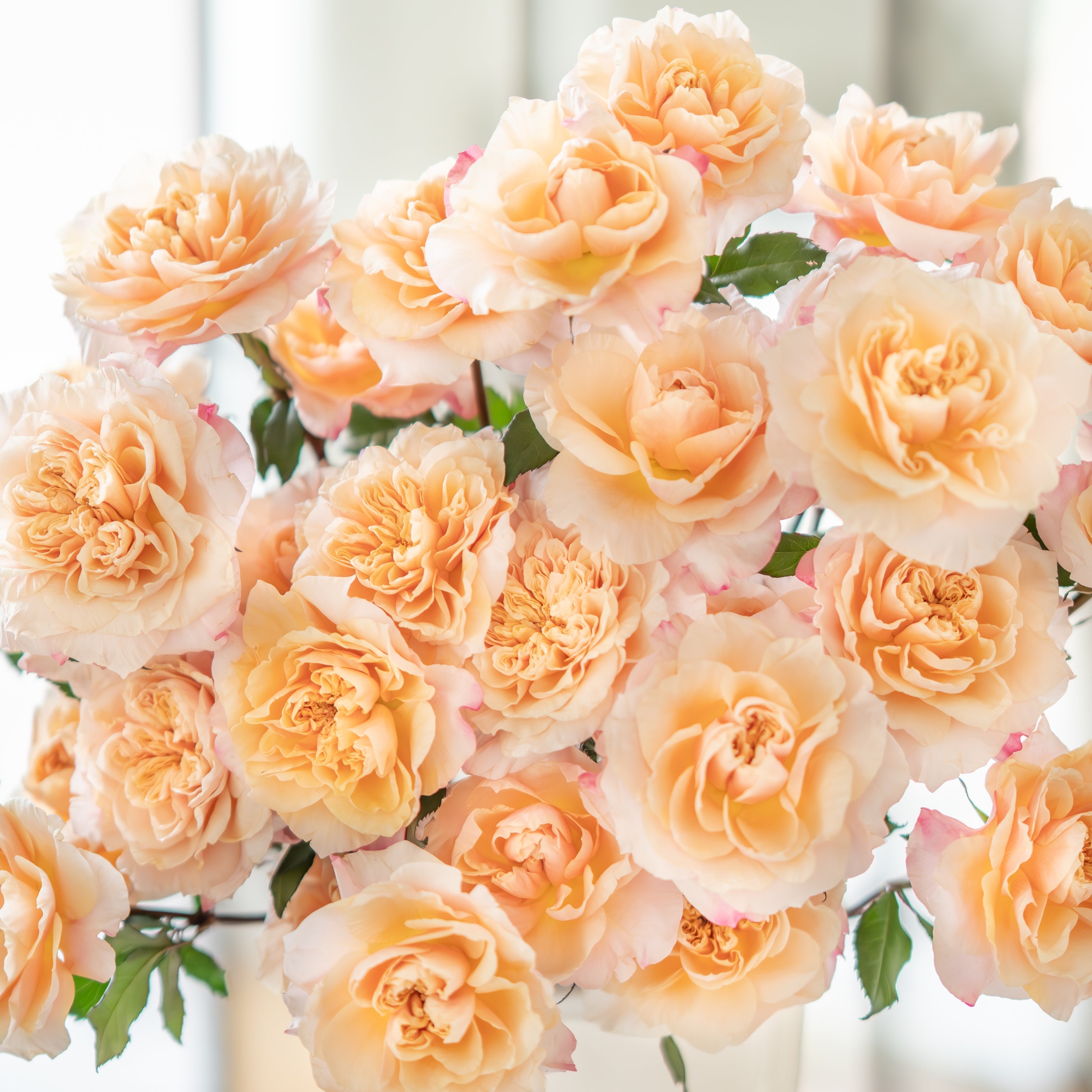Grace Rose Farm Proudly Welcomes Seven New Garden Roses - Grace Rose Farm