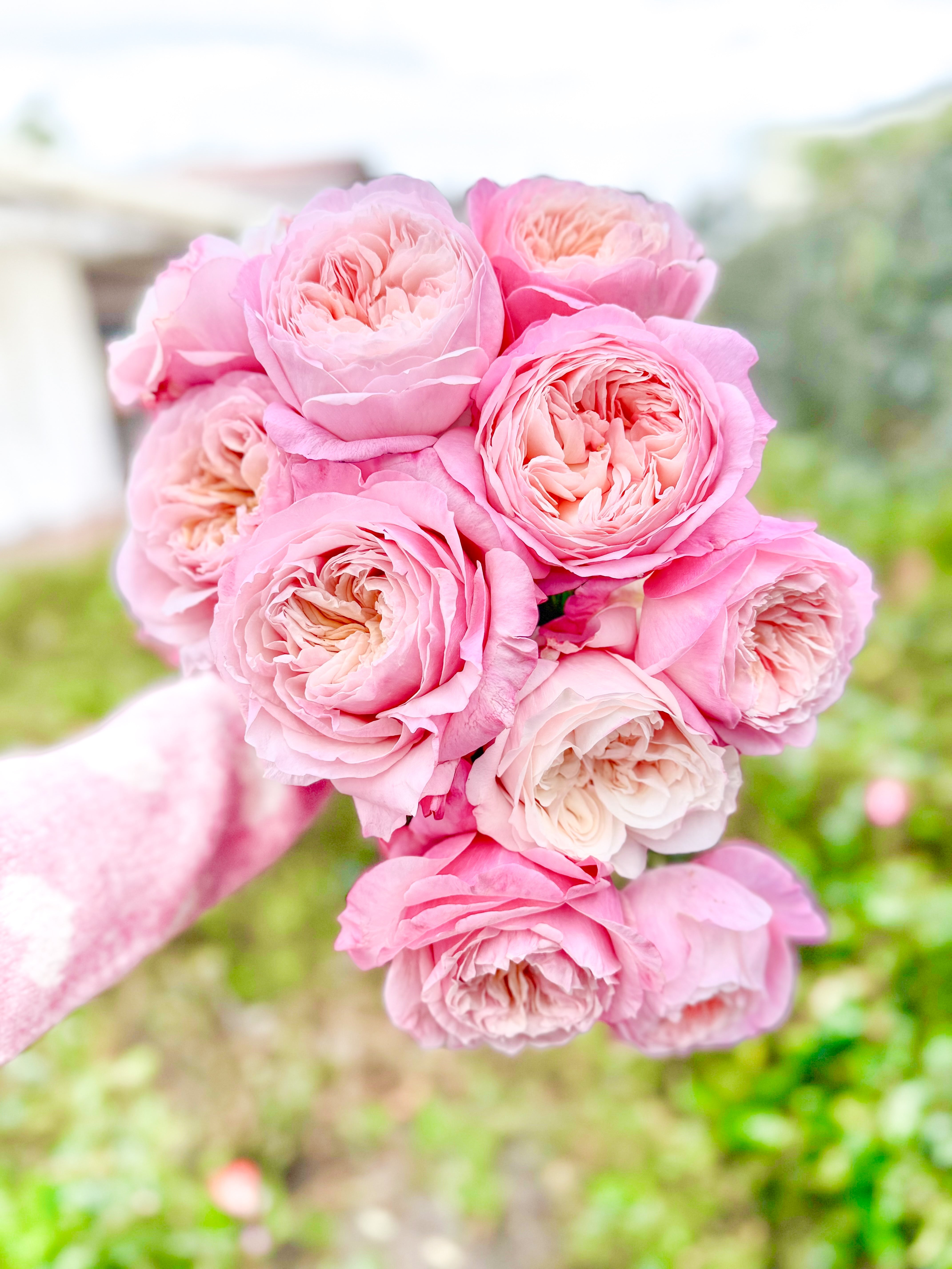 How to Receive and Plant Your Better Bare Root™ Roses - Grace Rose Farm