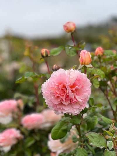 Princess Charlene de Monaco - Grace Rose Farm