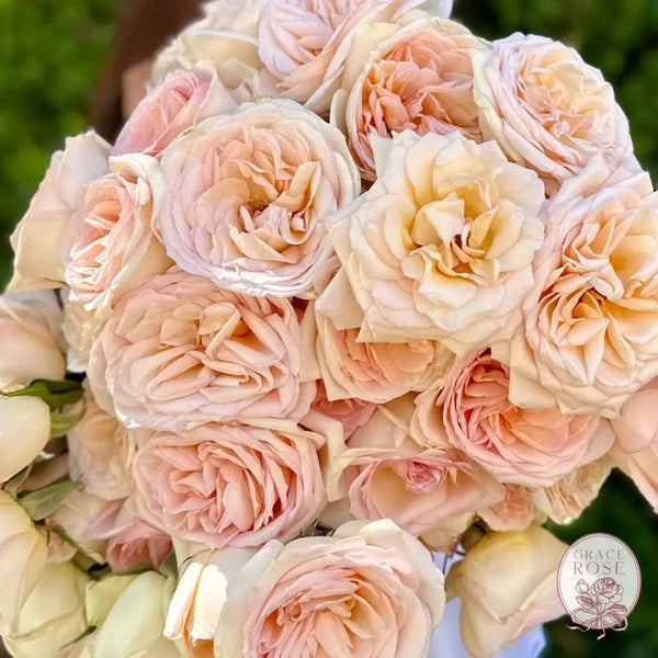 Princess Garden Roses: A Royally Exclusive Collection - Grace Rose Farm