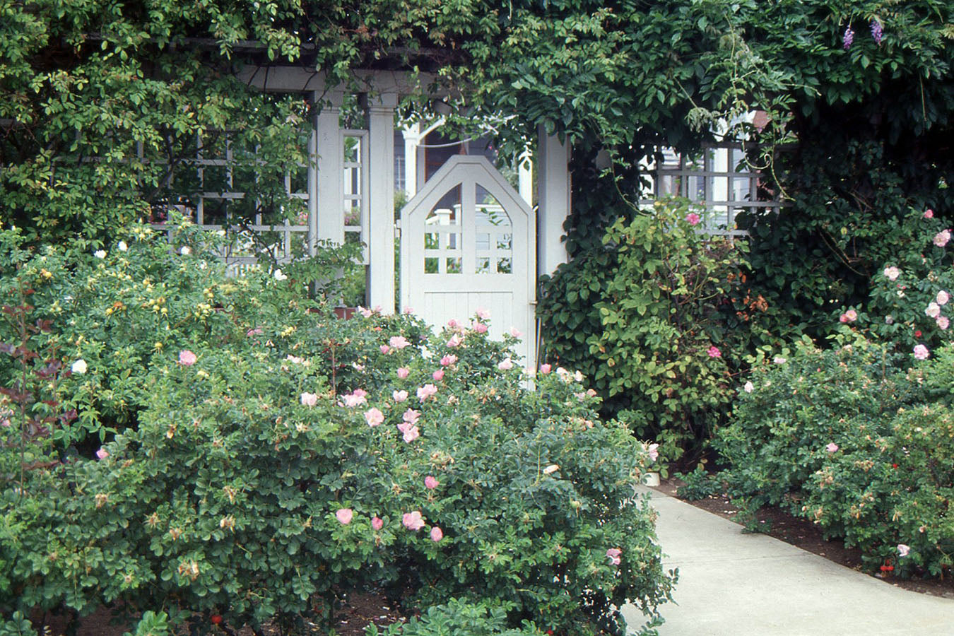 Rugosa Roses: The Nearly Indestructible Roses Every Gardener Needs