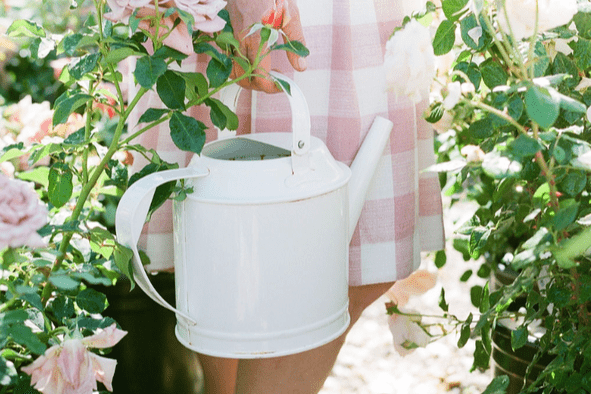 Rose Basics: How Often to Water Roses - Grace Rose Farm