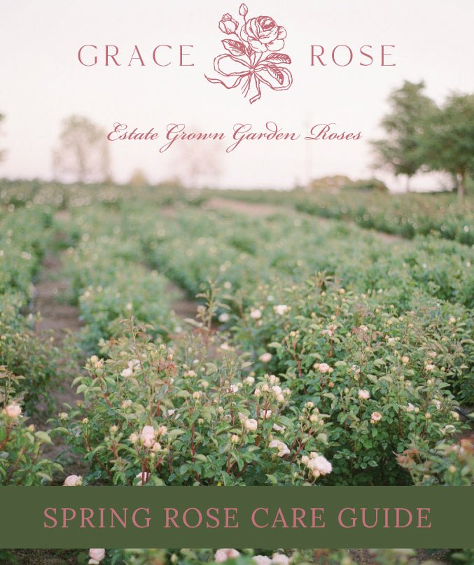 Rose Care Guide - Grace Rose Farm