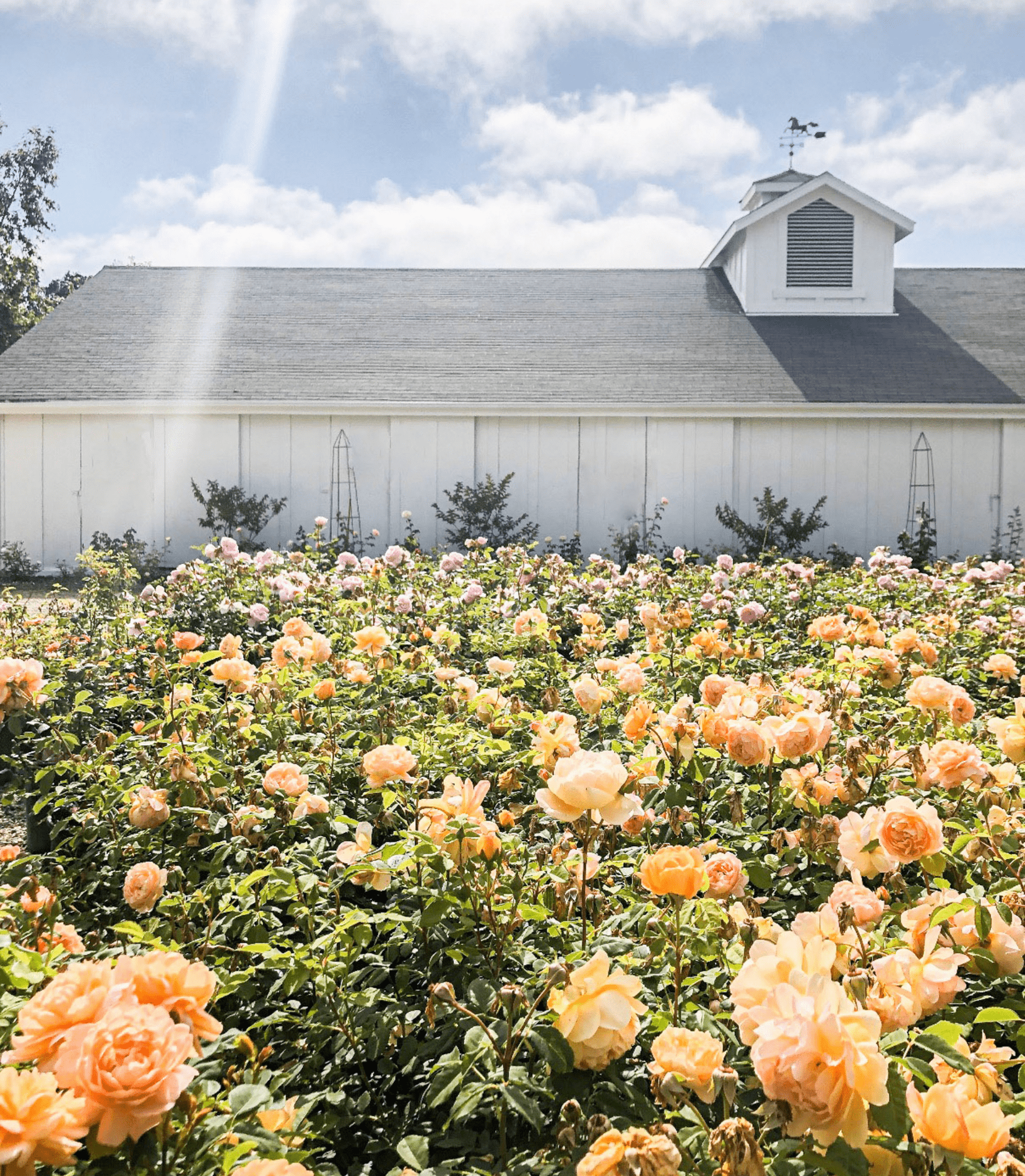 The barn: the heart of our farm - Grace Rose Farm