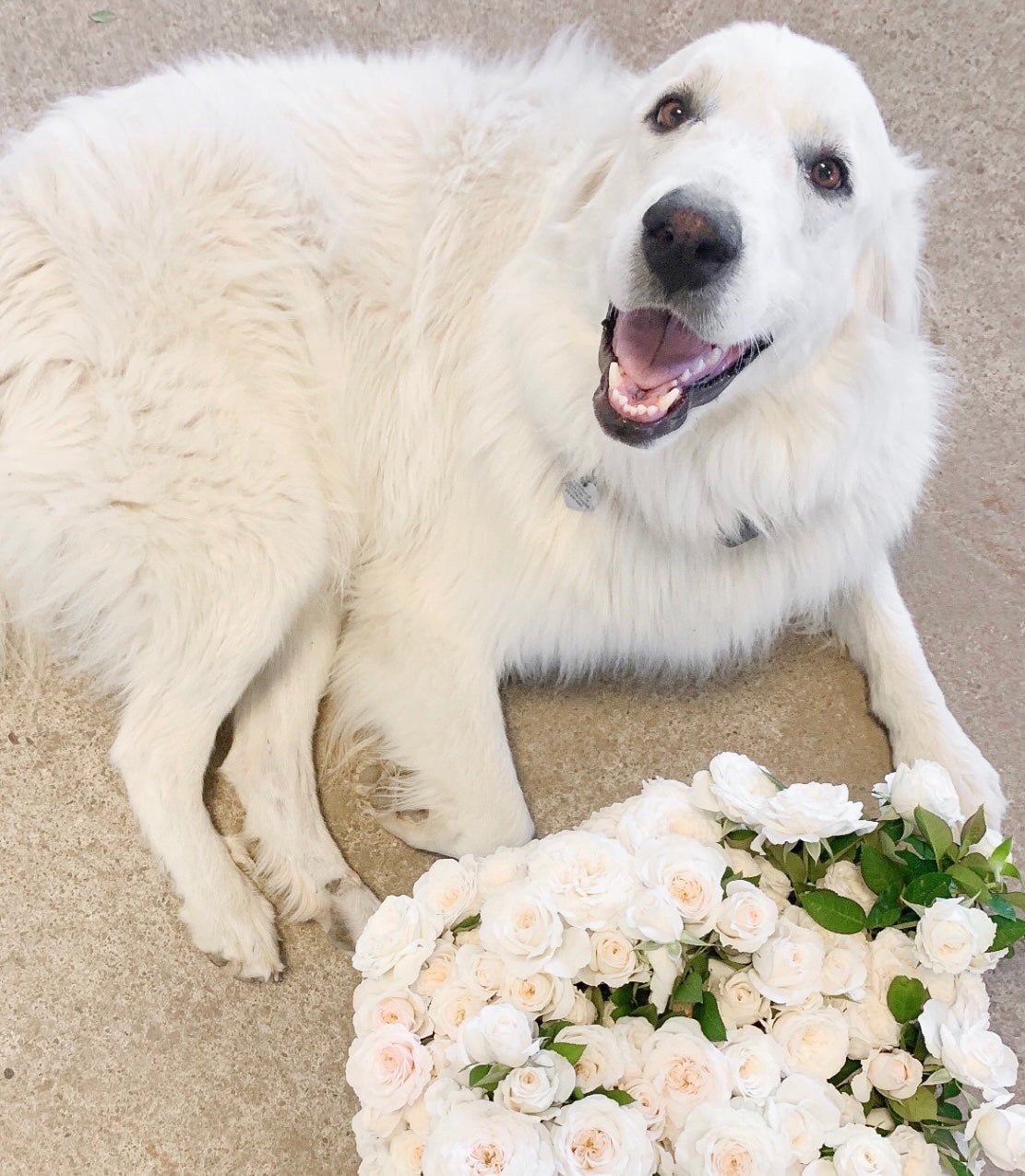 To Our Emmie June - Grace Rose Farm