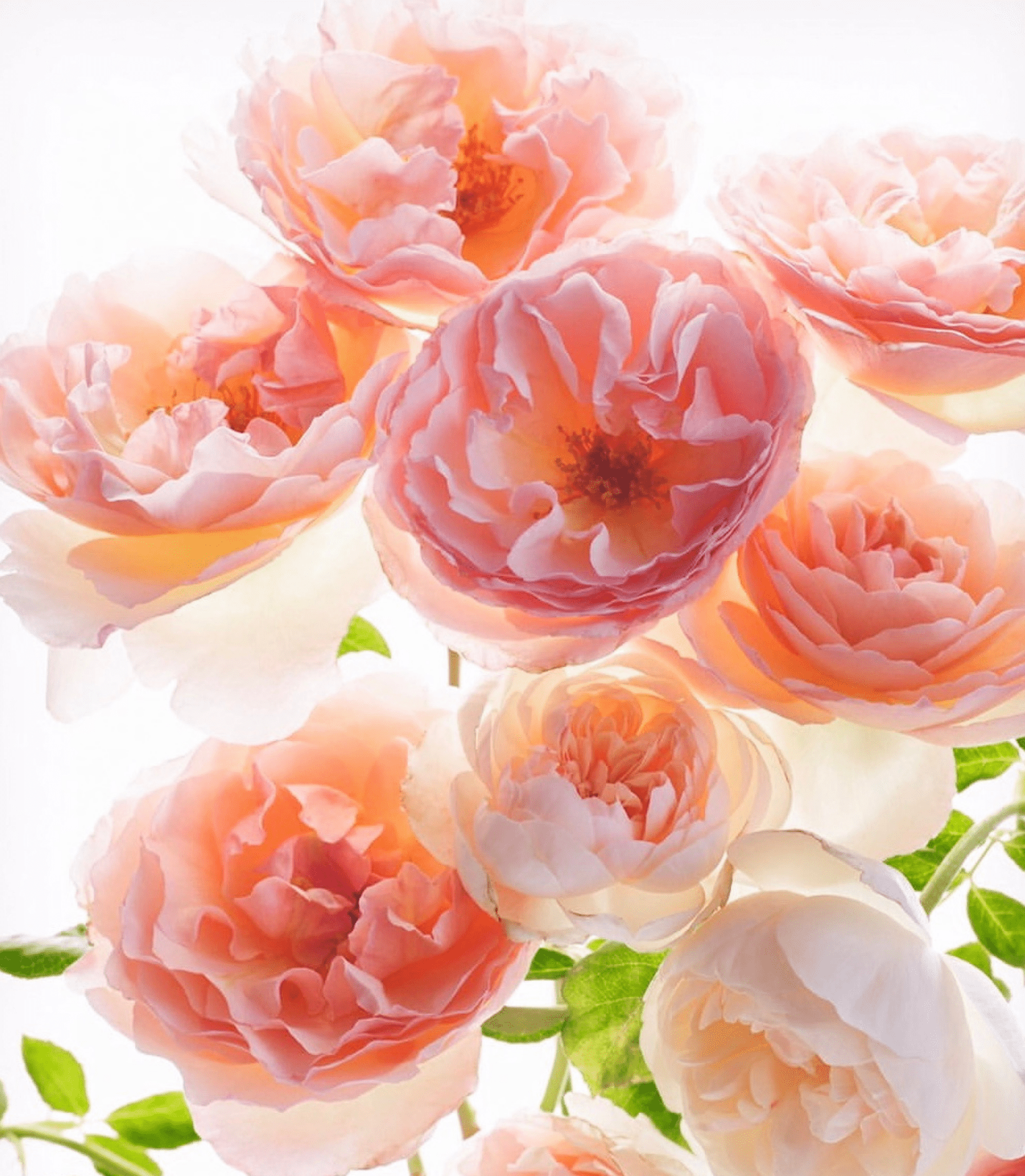 What is a garden rose? - Grace Rose Farm