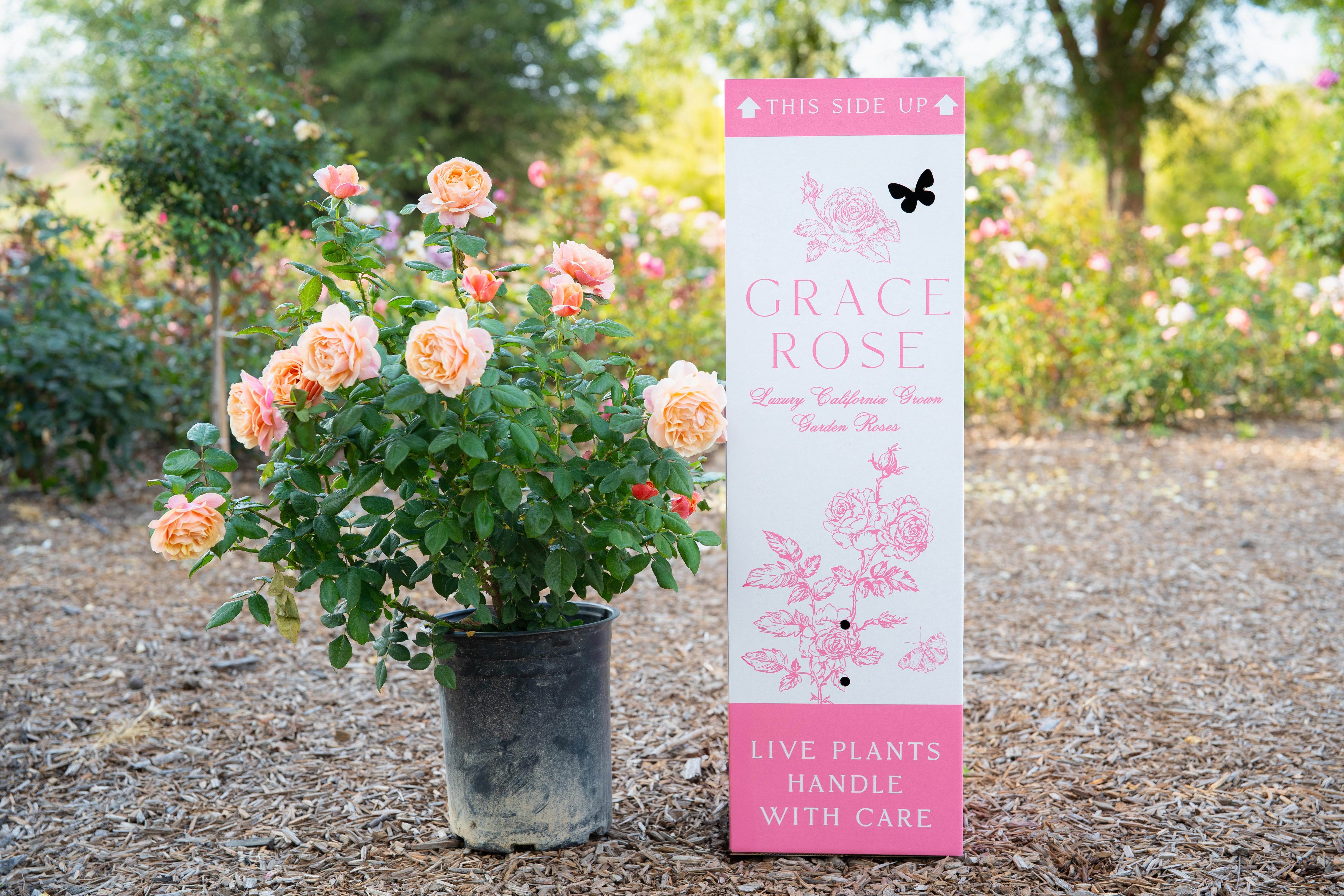 Why Fall Is the Best Time to Plant Roses - Grace Rose Farm