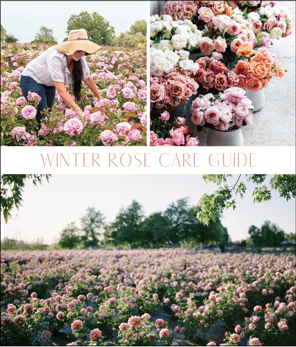 Winter Rose Care Guide - Grace Rose Farm