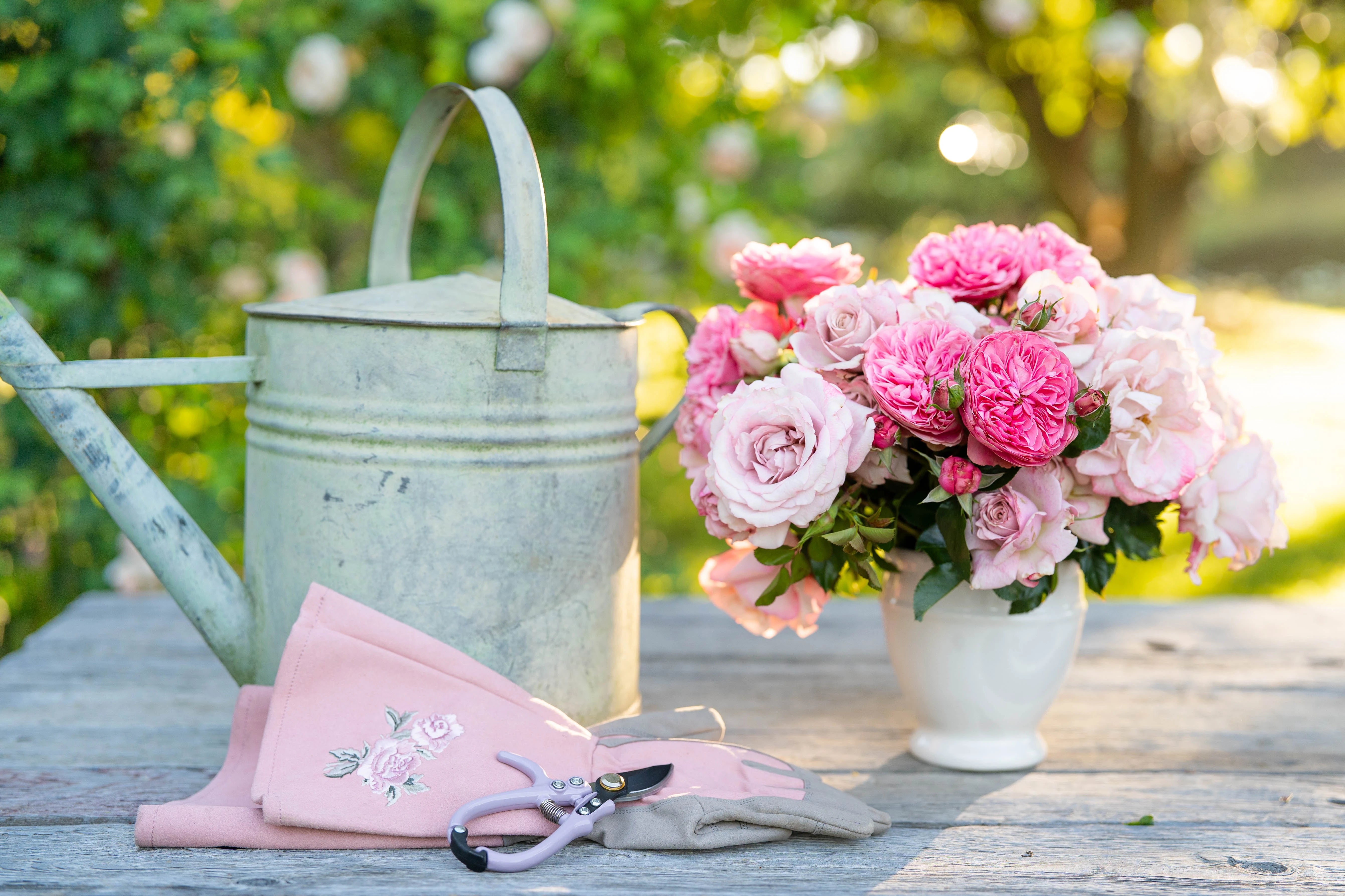 #1 Potted Own Root Rose Bushes & Climbers - Grace Rose Farm