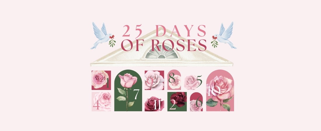 25 Days Of Roses