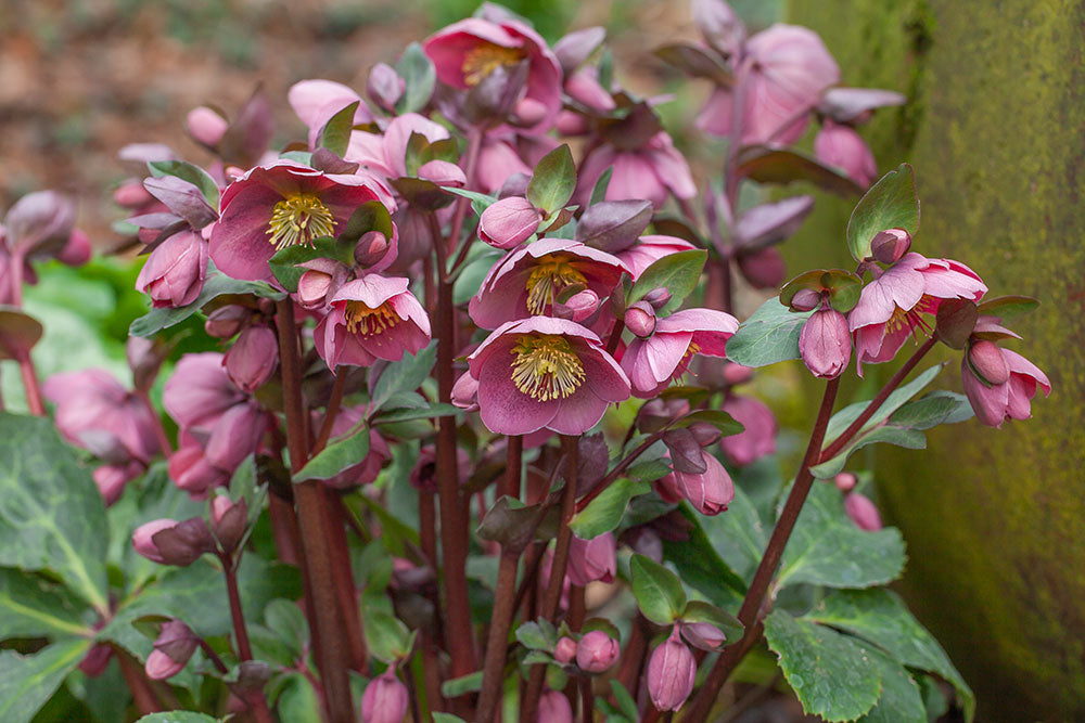 Hellebores