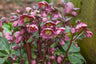 Hellebores