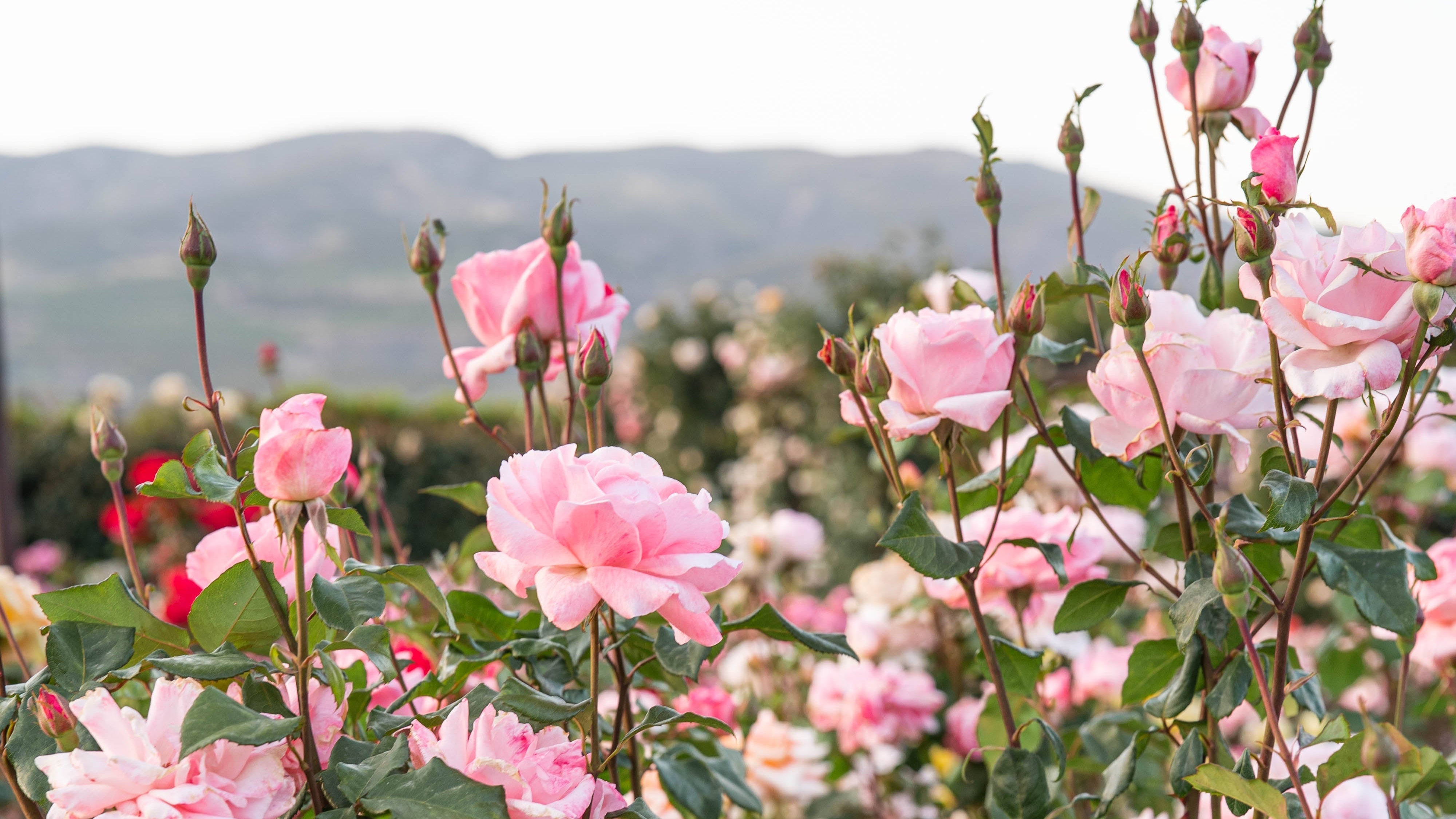 Estate Roses™ - Grace Rose Farm