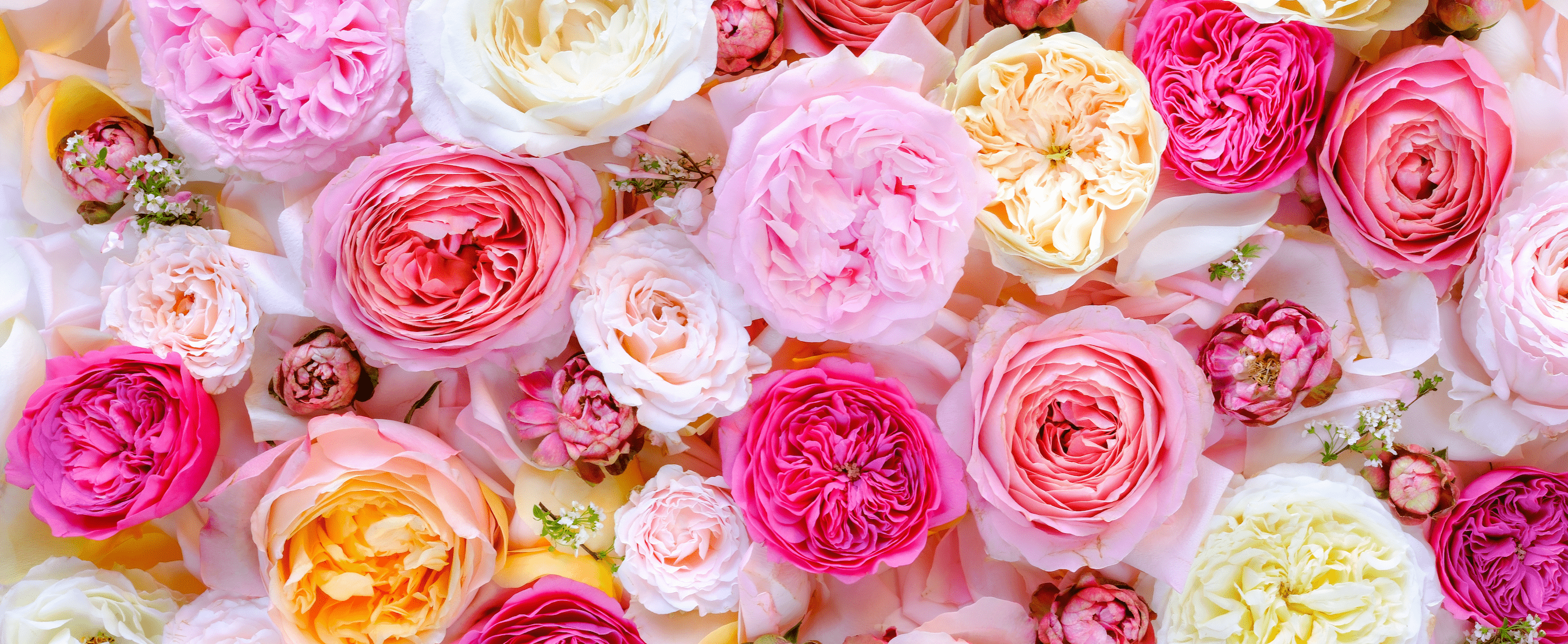 Grace Rose Estate Membership Tiers - Grace Rose Farm