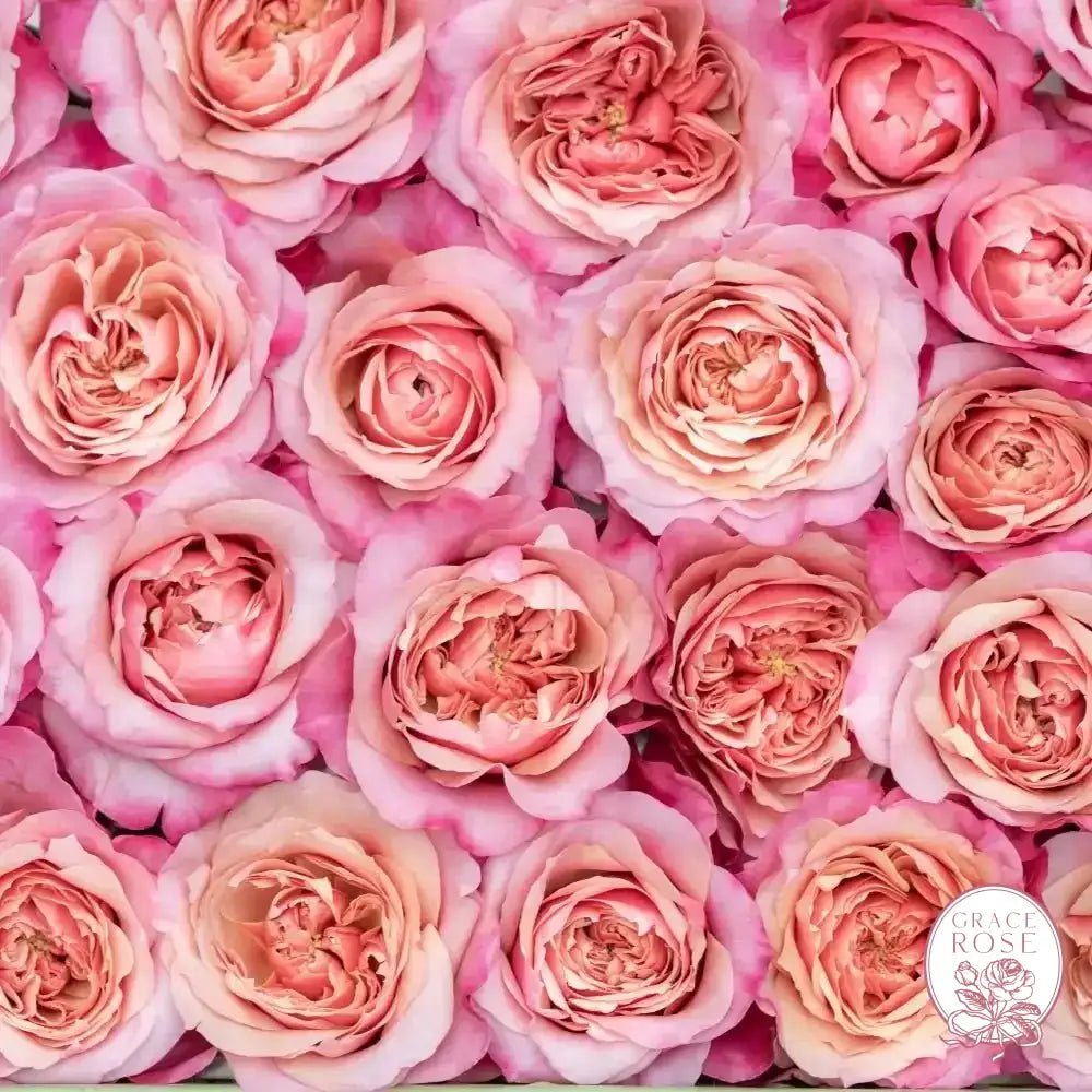 Miyabi Boutique Offer - Grace Rose Farm