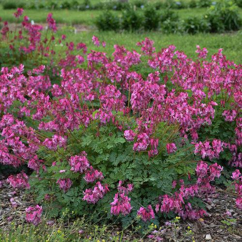 Bleeding Heart 'Pink Diamonds' Potted  Bleeding Heart Plant