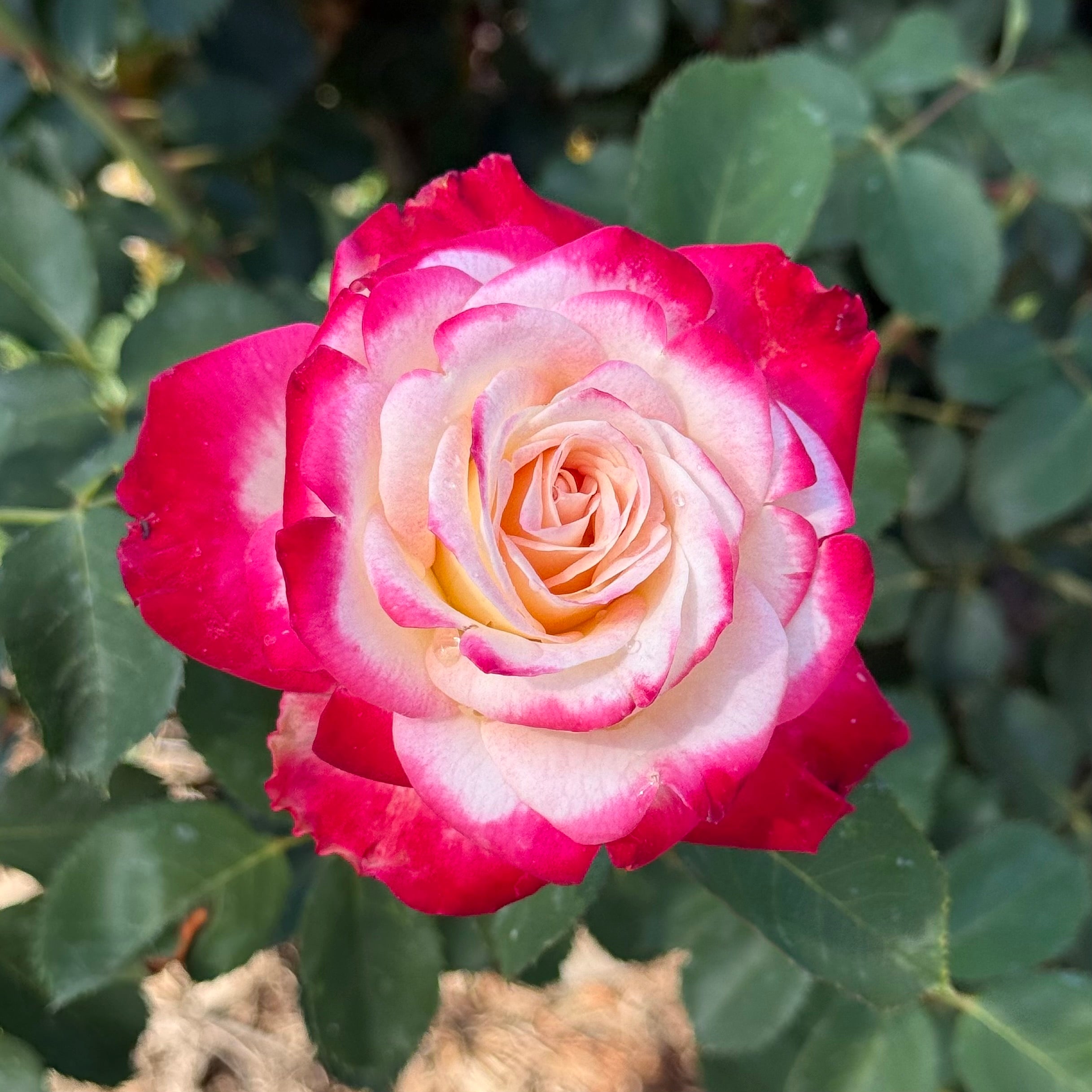 Love at First Sight™ Potted Rose Bush