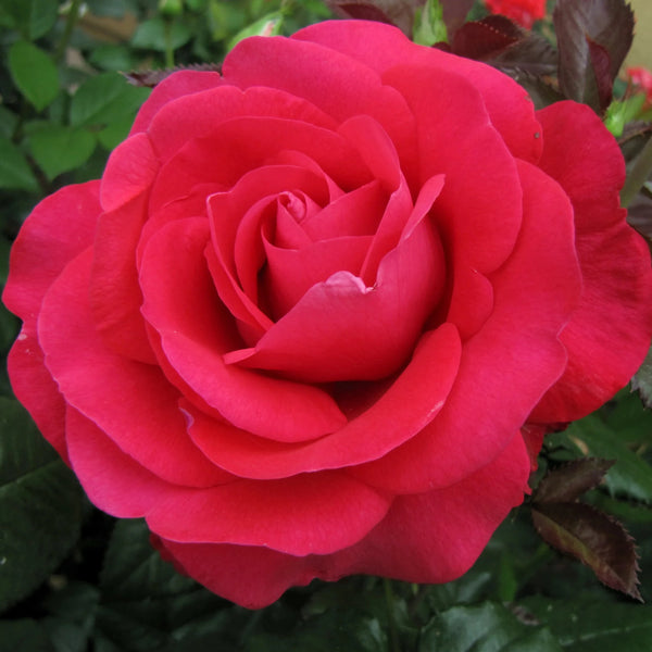 In Love Again™ Potted Tree Rose