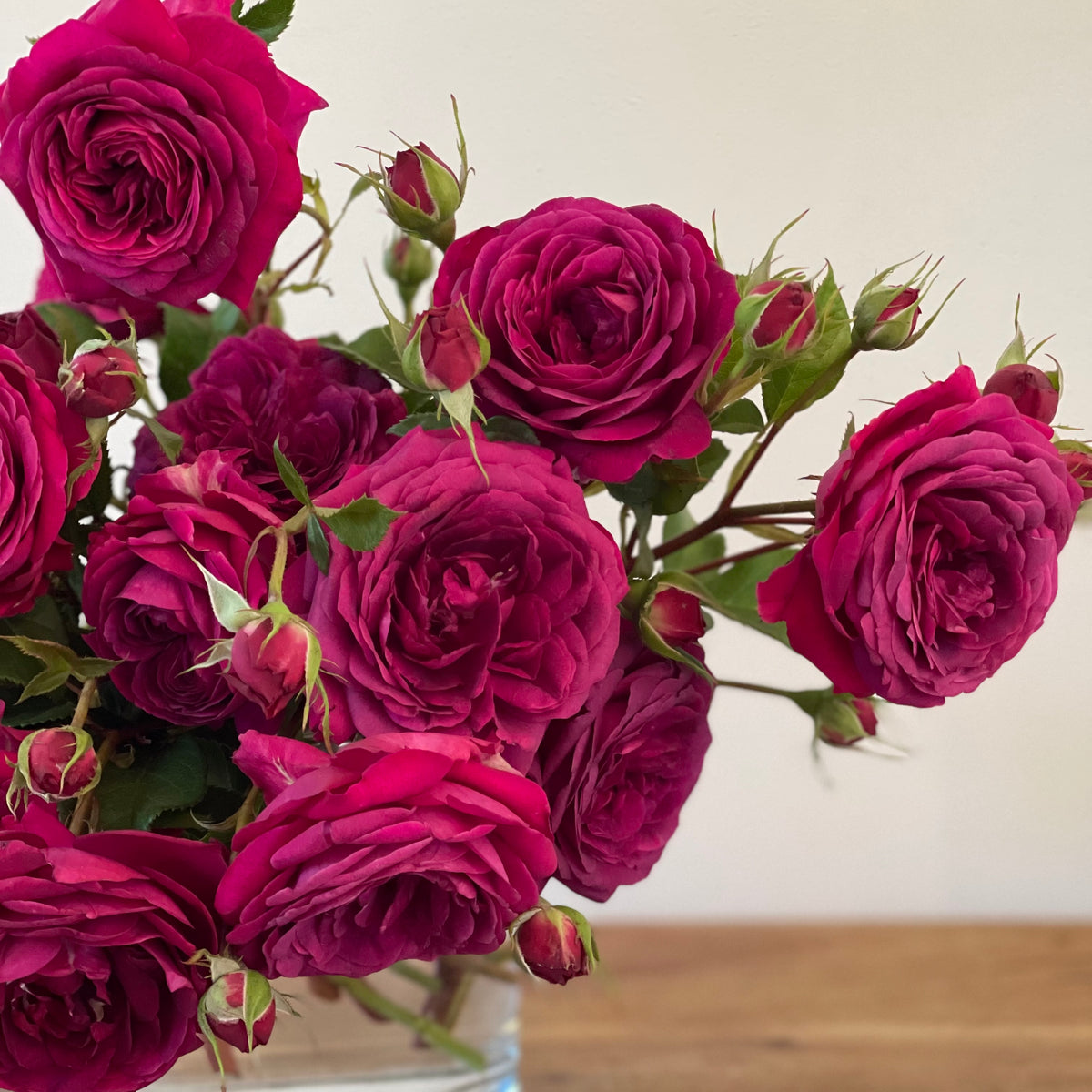 Celestial Night™ Potted Rose Bush
