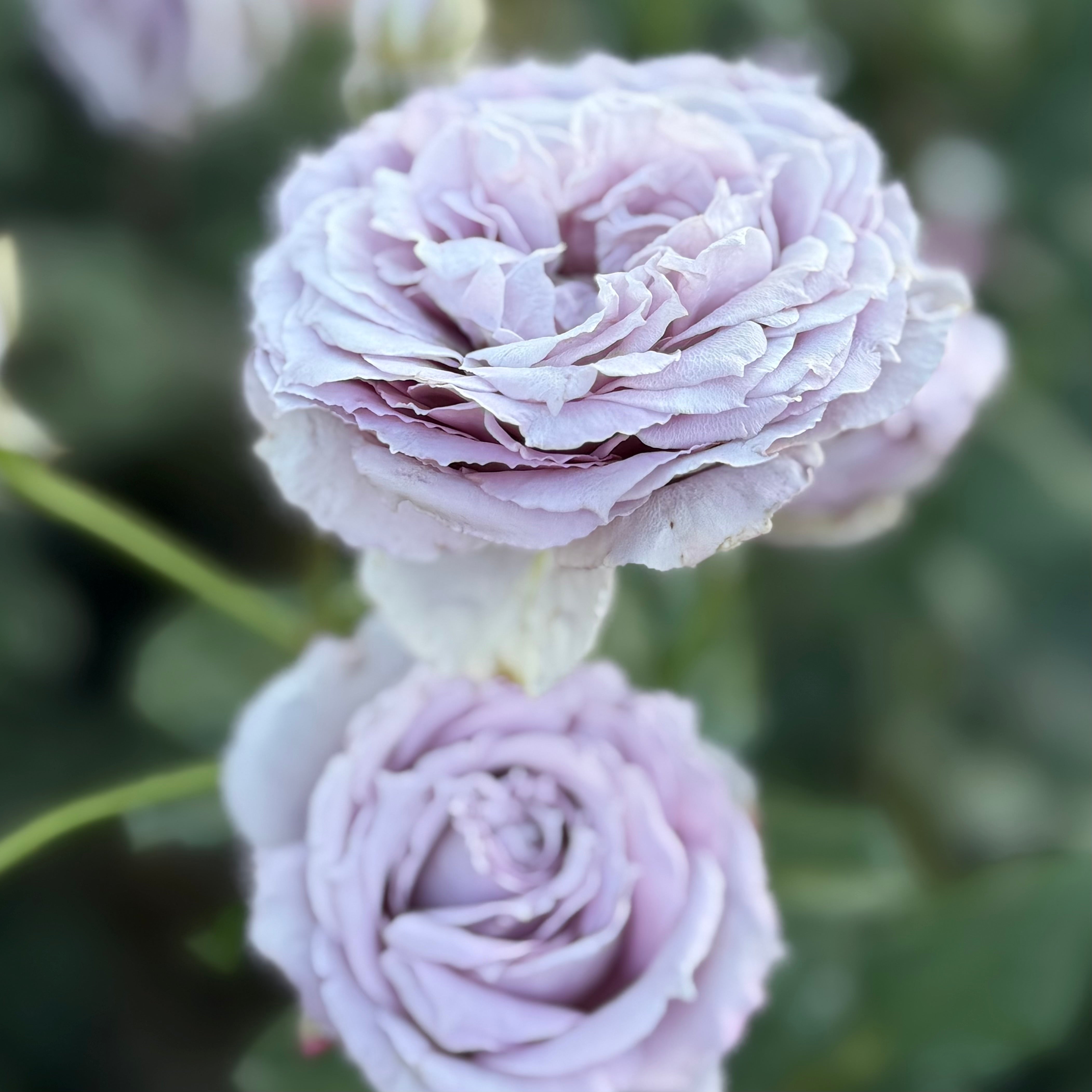 Poseidon™  Potted Rose Bush