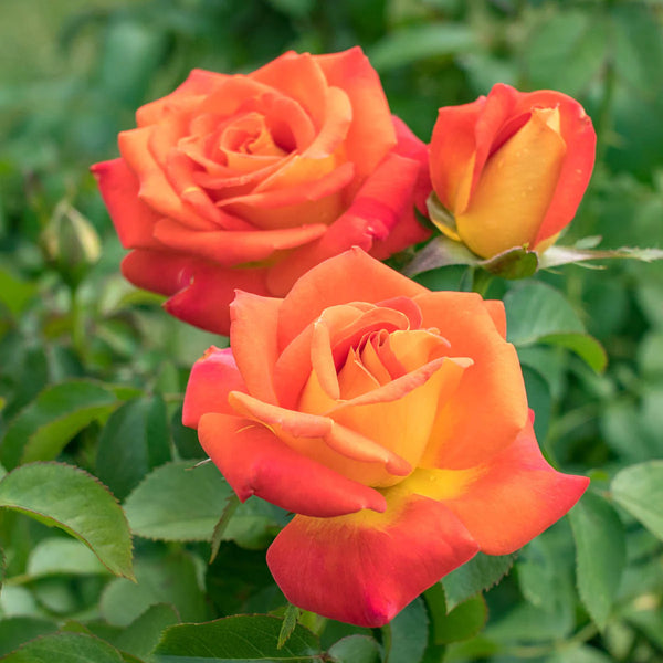 Cinco de Mayo™ Bare Root Rose Bush