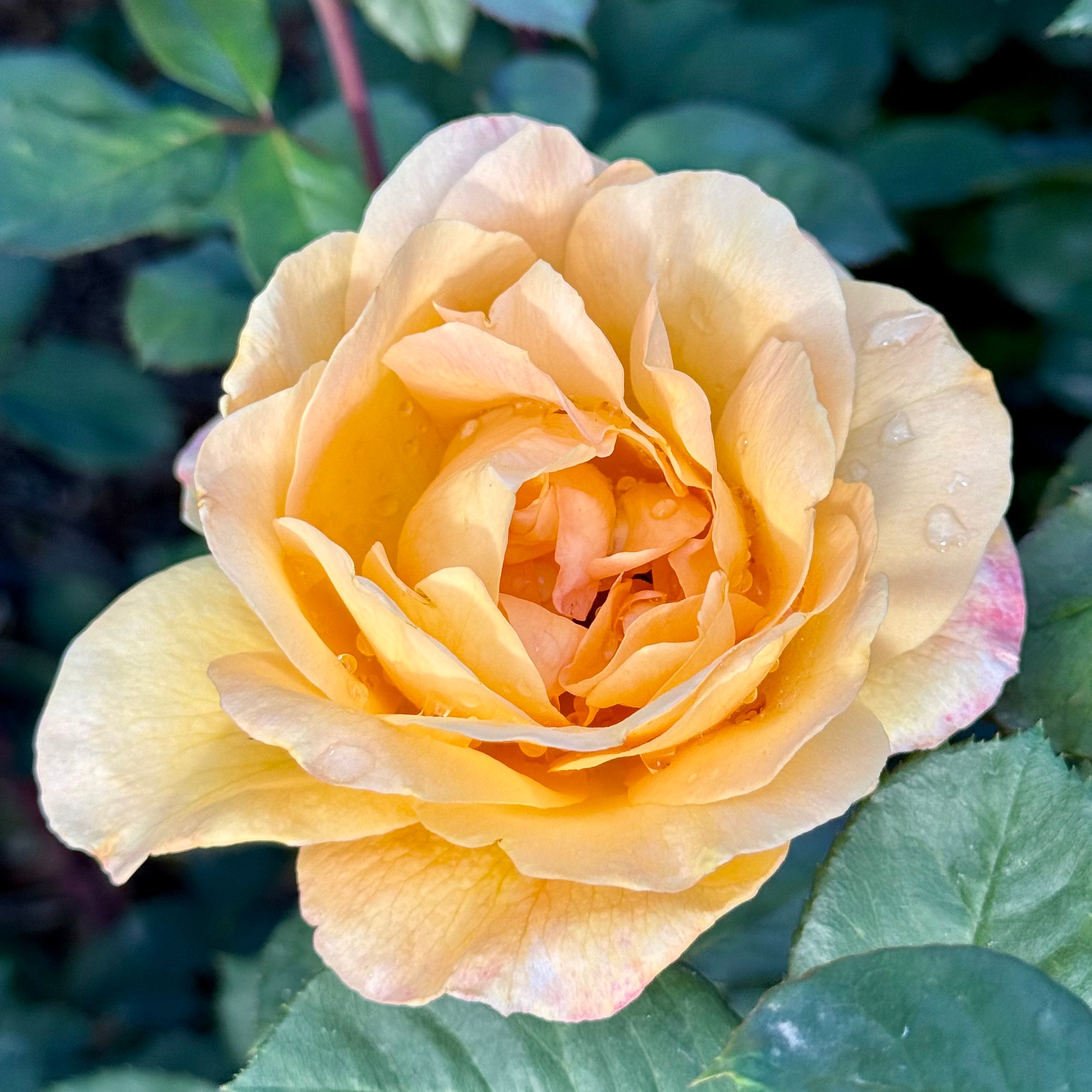 Strike It Rich™ Potted Rose Bush