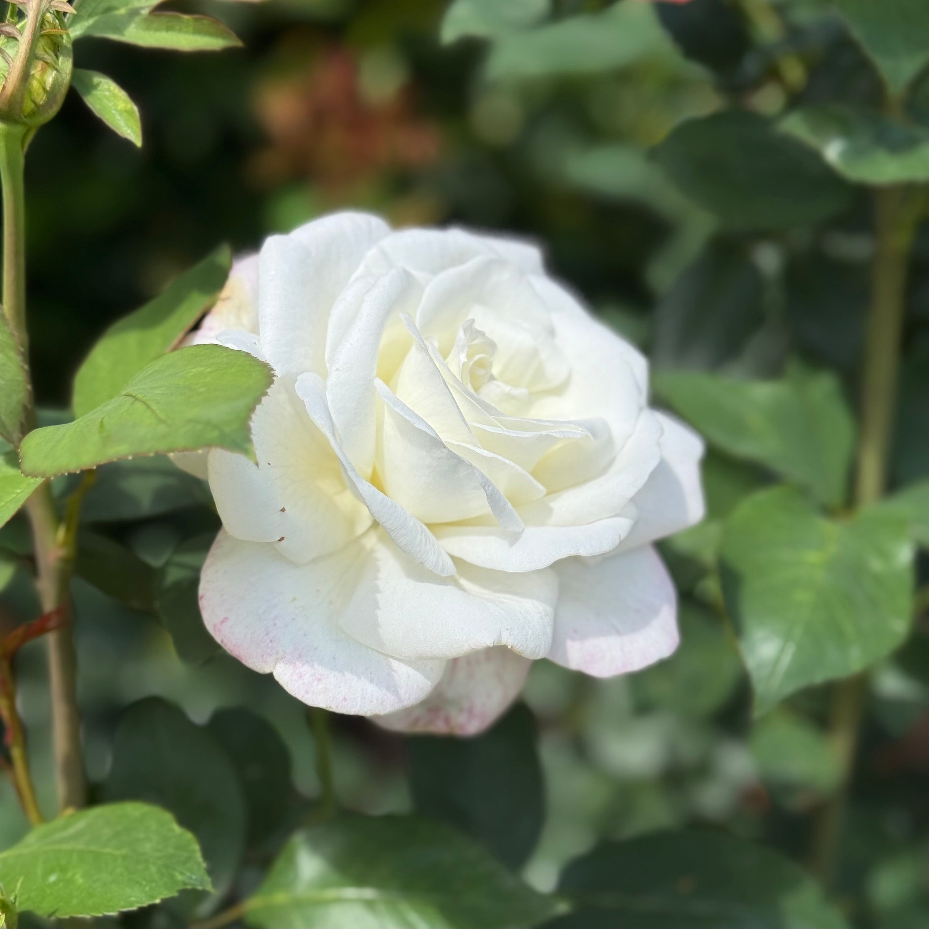 Sugar Moon™ Potted Rose Bush